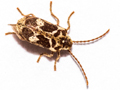 Ptinomorphus imperialis